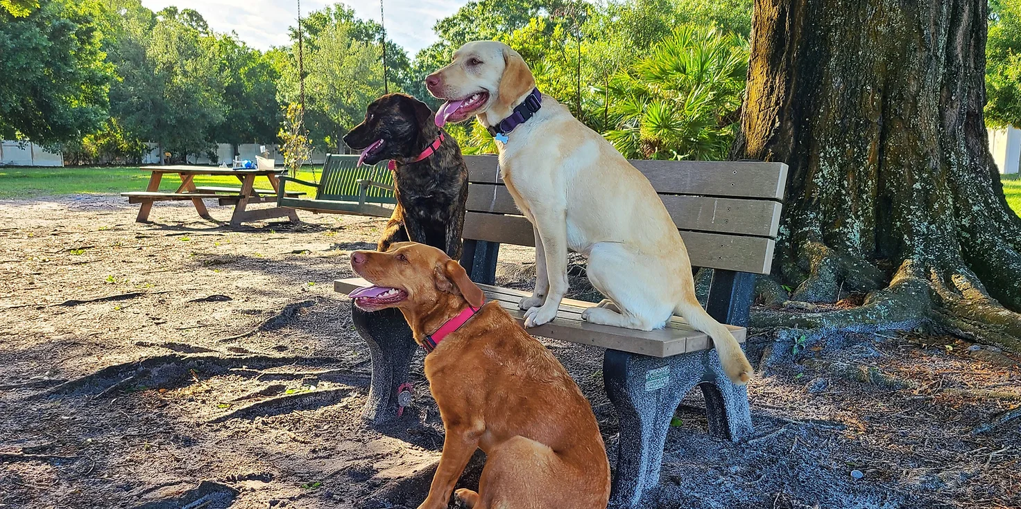 Three dogs playing at Potts Sanctuary