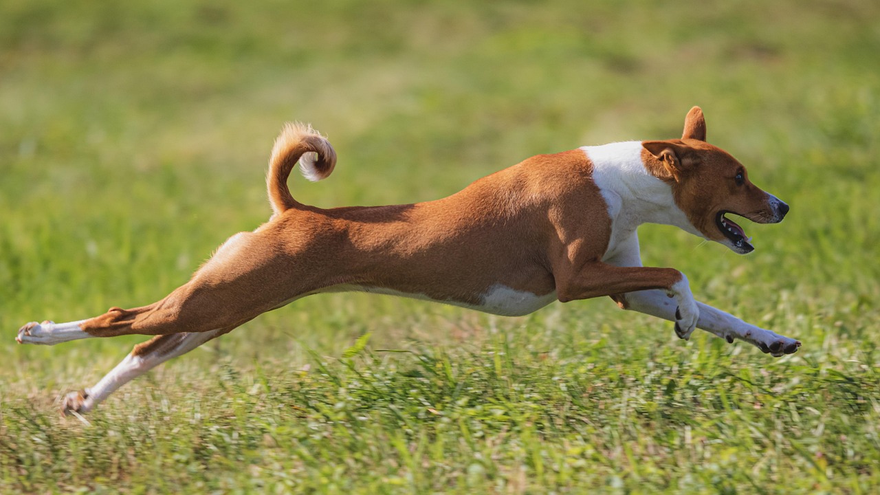 Puppy at Potts Sanctuary