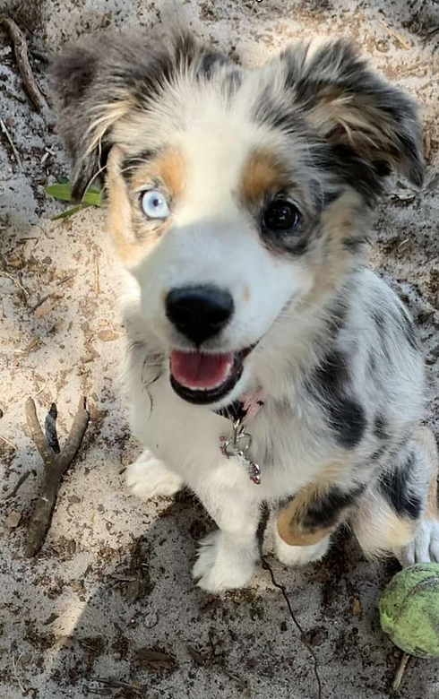 Puppy at Potts Sanctuary