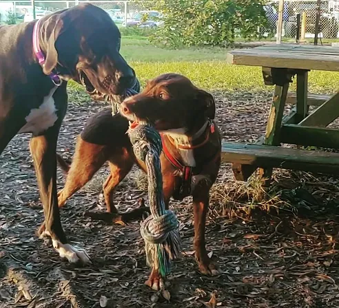 Two dogs playing tug-of-war at Potts Dog Sanctuary